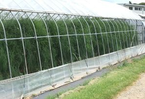 アスパラハウス