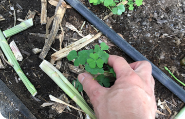 手で雑草を抜くイメージ